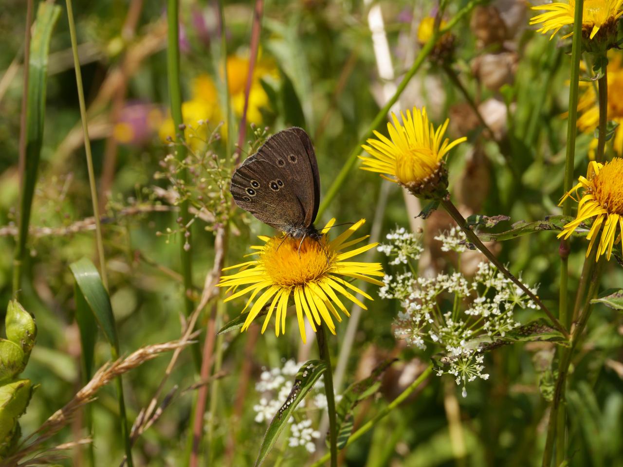 Brauner Waldvogel ©Gebhard Boehle
