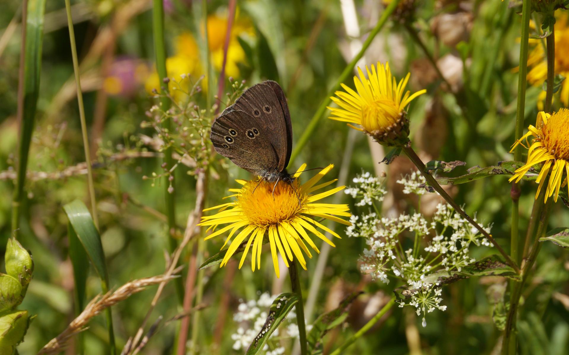 Brauner Waldvogel ©Gebhard Boehle